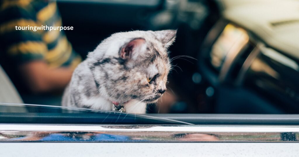How Long Can A Cat Travel In A Car
