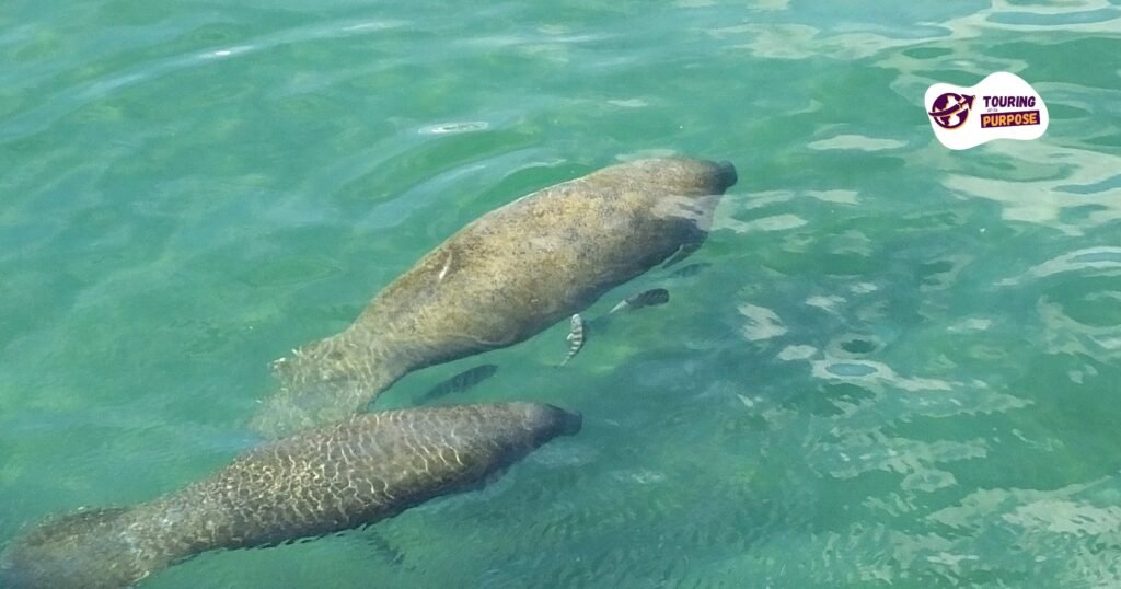 Best Time To Swim With Manatees In Florida
