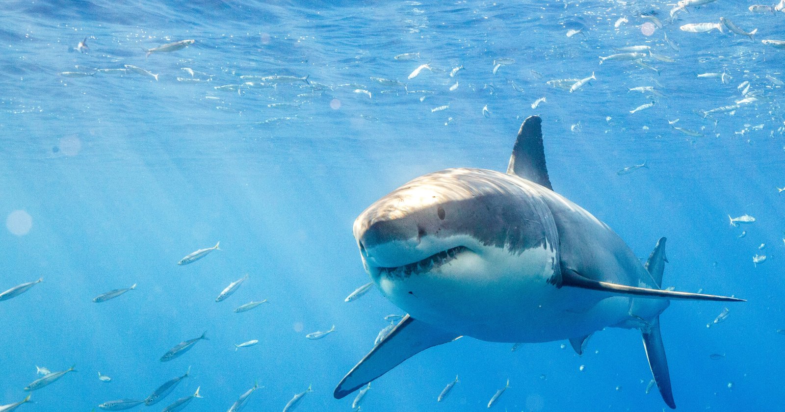 Best Time To See Great White Sharks In Guadalupe
